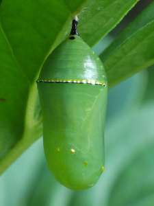 monarch cocoon on peony