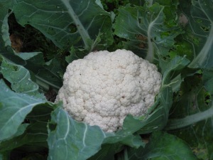 Snow Crown Cauliflower 2