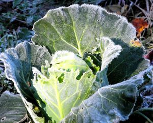 frosted cabbage